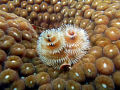 Although not as colorful as some Christmas tree worms, this one I found very pretty in it's neutral tones.
