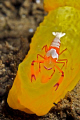 An Emperor shrimp riding a Gymnodoris.