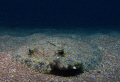 Peacock Flounder