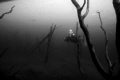 diver swimming through a 