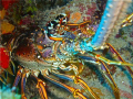 Lobster