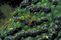 Arrow crab on coral -