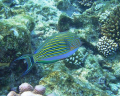 I love snorkelling close to the reef where, without dive gear, it's possible to be really manoeuverable to get great natural light shots that show the array of colours. Picture is a Clown Surgeonfish (Acanthurus lineatus).