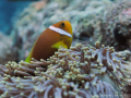Anenone Fish, Canon G9 lente 330 Inon
