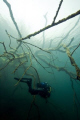 Diver and a tree in fresh water
