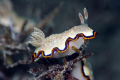 Chromodoris obsoleta shot with nikon D70s and 105mm macro full frame no crop