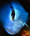 Blubelly Blenny Portrait

Sharm el Sheikh