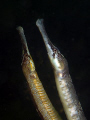 The first time I ever saw Syngnathus acus mating, last weekend in our Oosterschelde. Unfortunately I had my macro lens on the camera :-(