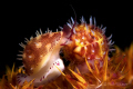 Mimic Cowries on soft coral.  These guys are TINY.  D300, 105MM, Macro Mate.  Cropped approximately 5% for composition.