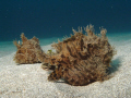 A pair of Striated Frog Fish
Sea and Sea DX1G, wide angle wet lens, YS110a strobe.