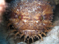 A PRETTY UGLY FISH...