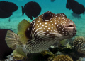 Zippy the Pufferfish.  Taken in Kona, Hawaii
