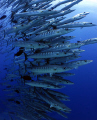 I have always dreamed of diving with a large school of barracuda and on my last hol to Sudan I got the chance on a number of occaisions. It deffo lived up to expectations !!