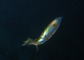 Night Dive in Cozumel..this squid got up close and personal.