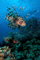 Predators, Lionfish (Pterois volitans), Red Sea, Egypt.