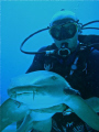 Dangerous? oh yes, but  not sharks !!!