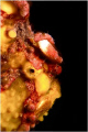 Painted frogfish profile