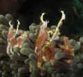 Crabs feeding away .