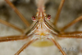 Arrow Crab