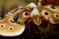 imperator riding a nudi