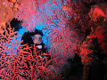 Near the bow gun on the Fujikawa Maru, I found this beautiful coral so I asked my buddy to swim to the other side and look back. Canon ixus 100 and single inon d2000 strobe.