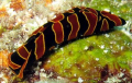 Sea Slug +/- 20 mm