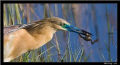 Squacco Heron