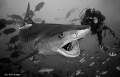 30m Encounter with 'Lady Grace' the 3.5-4m tiger.  Taken at Lake Reef in Fiji.