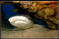 White Tip Lullaby. 

Baby white tip, resting under a rock at Boulder City, Similans.
