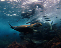 Galapagos Playground !!!
Gapalagos sealions are amongst the most playful animals underwater. They just always seem to be having so much fun.
Fuji F50fd. MWB.