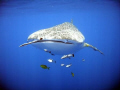 Baby whale shark 3m + out in the blue . Sakatia Lodge Madagascar .