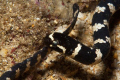 A sea snake laying down to take a nap