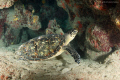Hawksbill resting in the sand. I use nikon D80 with 15mm lens.
Shoot f/8 @ 1/60 ISO100.