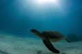 Crusing turtle