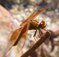 Drangon Fly buy the pond.