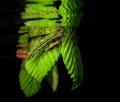 Green leaves