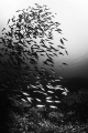 schooling fish of sibolga, west sumatra, indonesia