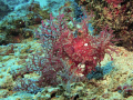 Rhinopias