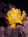 Long Lure Frog Fish Sea and Sea DX1G  / YS100a