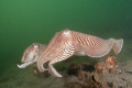 When the watertemperature in the Oosterschelde reaches 12 degrees the Cuttlefish is coming. For a lot of divers the reason to dive there now.