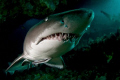 A grey nurse shark gets very, very close to my dome port at Rottnest Island.  Taken with the Tokina 10-17 on my Nikon D300.