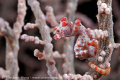 Pygmy Seahorse