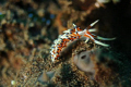 Indian Phidiana