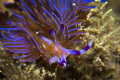 Blue dragon (Pteraeolidia ianthina); Kurnell, Sydney, Australia.