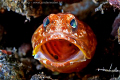 Jawfish Yawn