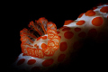 snooting of a nudi's gills