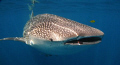 Inquisitive Whlale Shark
