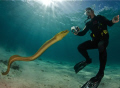 The divemasters call this moray eel, PSYCHO.  My dive buddy got a great video.