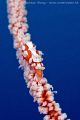 Xeno crab in blue water