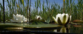 Another result of my snorkling trip in the small canal close to my home. You need to see it bigger I assume....